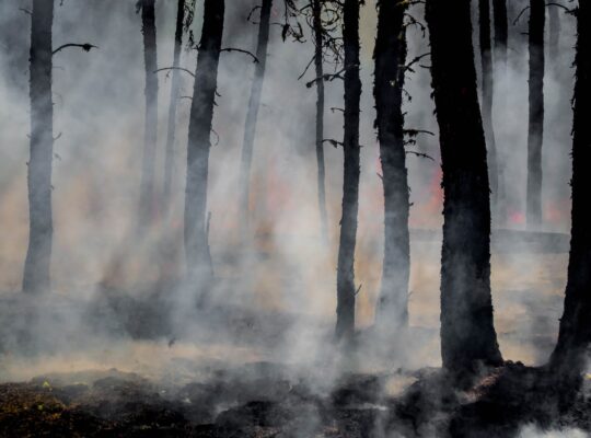 silhouette of trees on smoke covered forest