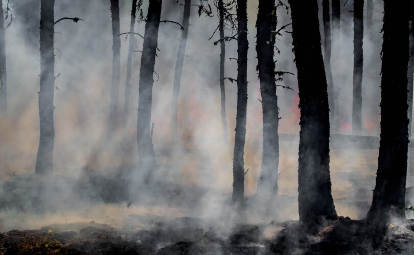 silhouette of trees on smoke covered forest